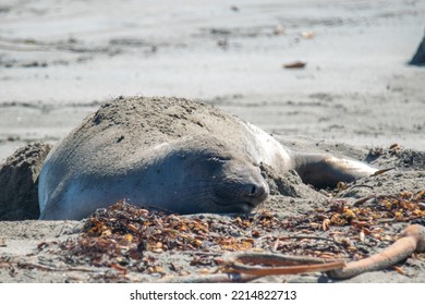 Elephant Seals On North California Beach