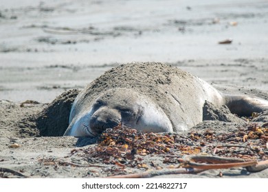 Elephant Seals On North California Beach