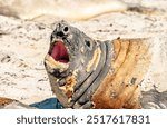 Elephant Seals on Sea Lion Island The Falkland Islands