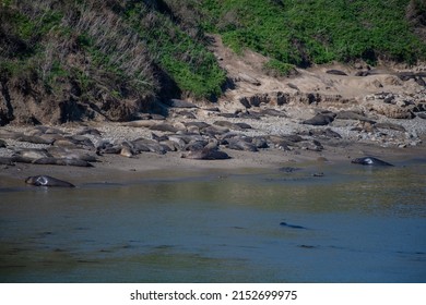 Elephant Seals There Pups Lay On Beach Inlet 