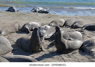 Elephant Seals At Vista Point, California. 