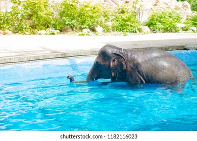 Elephant Show Swiming In The Pool. Exercise. Copy Space.