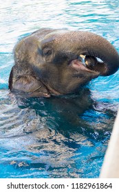 Elephant Show Swiming In The Pool. Exercise. Copy Space.