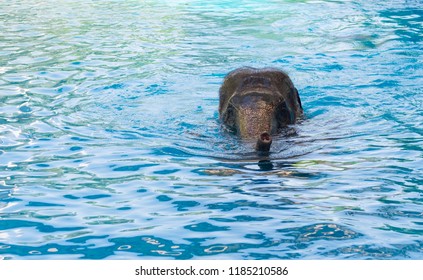 Elephant Show Swiming In The Pool. Exercise. Copy Space.