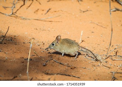 Elephant shrew bravely walking in the open for a moment to get between hiding bushes in the dry Kalahari Desert, Africa
