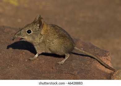 Elephant Shrew on rock with open mouth and bent snout