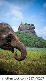 Elephant In Sigiriya Lion Rock Fortress, Sri Lanka