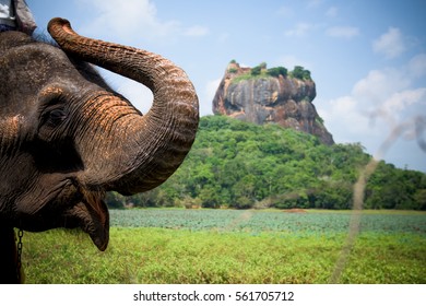 Elephant In Sigiriya Lion Rock Fortress, Sri Lanka