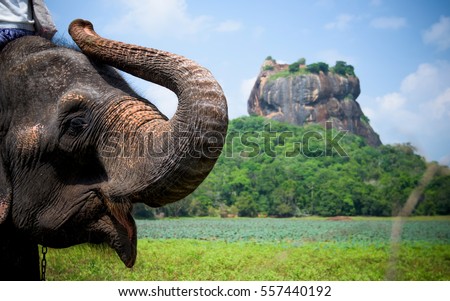Elephant in Sigiriya lion rock fortress, Sri Lanka