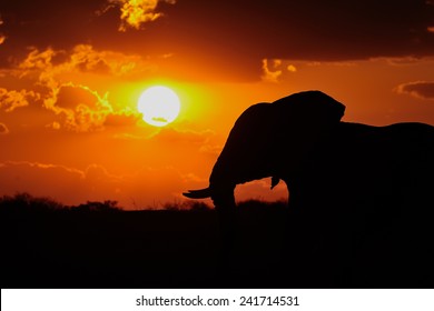 Elephant Silhouette At Sunset