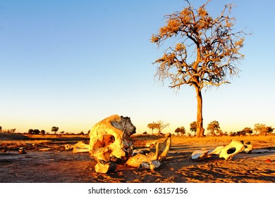 Elephant Skeleton