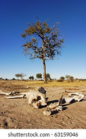 Elephant Skeleton