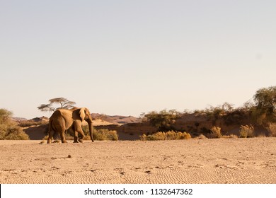 Elephant, Skeleton Coast