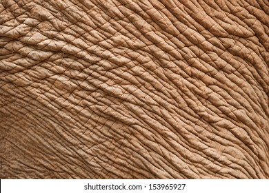 Elephant Skin