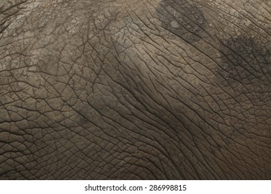 Elephant Skin