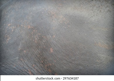 Elephant Skin