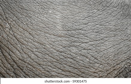 Elephant Skin