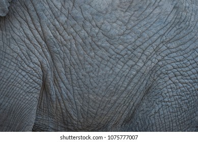 Elephant Skin Close Up