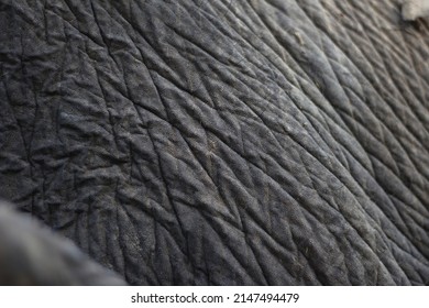 Elephant Skin Close Up In Northern Thailand