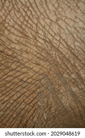 Elephant Skin Close Up Showing Wrinkles