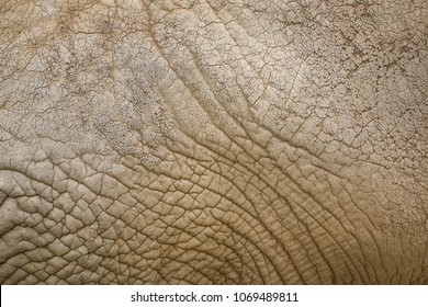 Elephant Skin Texture