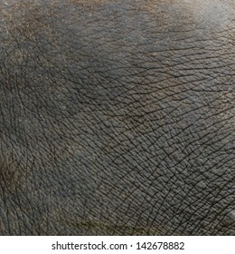 Elephant Skin Texture