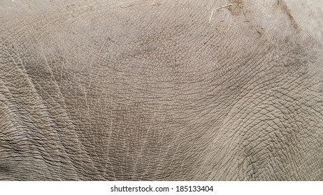 Elephant Skin Texture