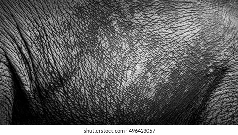 Elephant Skin Texture