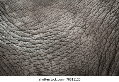 Elephant Skin Texture