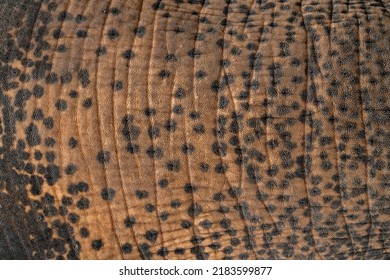 Elephant skin texture abstract background, Asian elephants skin texture, Close up asian elephant reveals the texture of the animal skin.