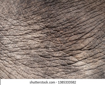 Elephant Skin Texture Background Stock Photo 1385333582 | Shutterstock