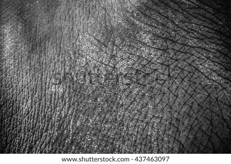 Similar – Image, Stock Photo pachyderms Leather Animal