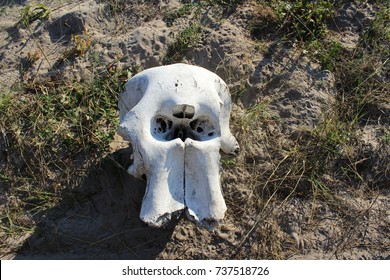 Elephant Skull