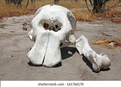 Elephant Skull In Botswana