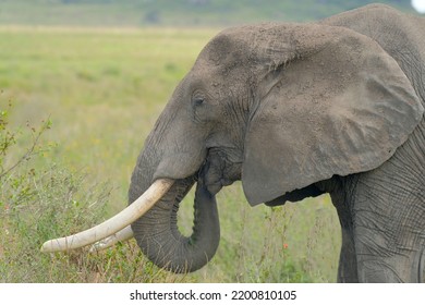 7,417 Trunk In The Mouth Images, Stock Photos & Vectors | Shutterstock