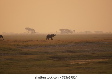 Elephant Sniffing Air In Botswana