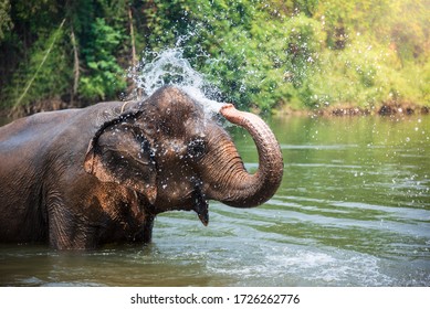 The Elephant Is Spewing Water