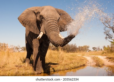 Elephant Spraying Water With His Trunk