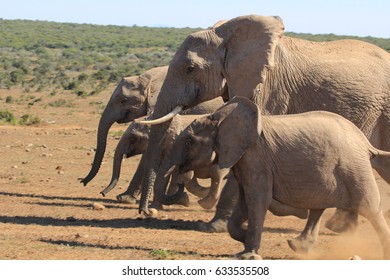 Elephant Stampede