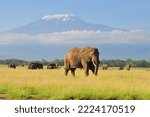 Elephant Standing at Amboseli national park with Kilimanjaro Background