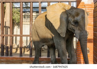 Elephant Standing In The Cage At Karachi Zoo