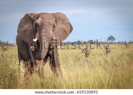 An Elephant starring at the camera in the Okavango Delta, Botswana.