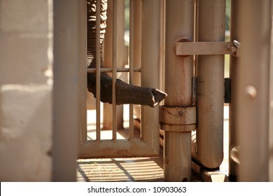 an elephant sticks his trunk through a cage to find out whats on the other side - Shutterstock ID 10903063