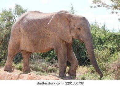 Elephant Strolling Along In The Park On A Nice Sunny Hot Day And Clear Skies.