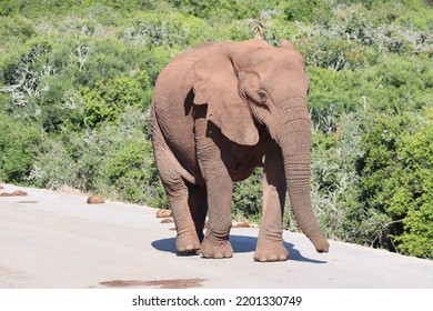 Elephant Strolling Along In The Park On A Nice Sunny Hot Day And Clear Skies.