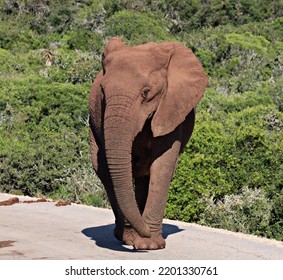 Elephant Strolling Along In The Park On A Nice Sunny Hot Day And Clear Skies.