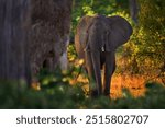 Elephant sunset. Elephant feeding tree branch. Khwai river forest with elephants, Botswana. Elephant in Africa. Big animal in the old forest. evening light, sun set. Magic wildlife scene in. Dark day 