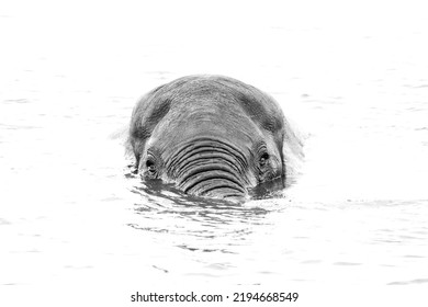 Elephant Swimming In The Chobe, High Key Portrait 