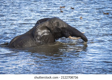 6,851 Elephant pond Images, Stock Photos & Vectors | Shutterstock