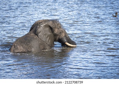 6,851 Elephant pond Images, Stock Photos & Vectors | Shutterstock